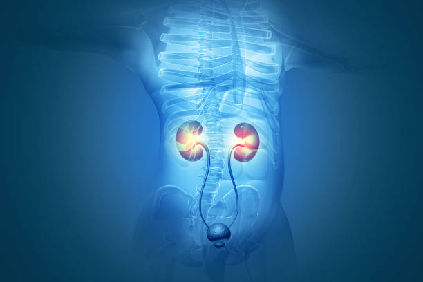 human kidney on scientific background. 3d illustration
