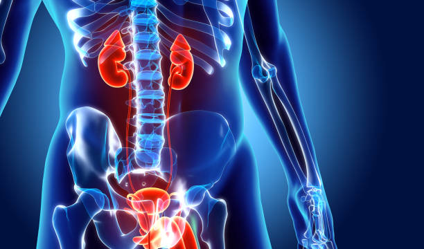 3d illustration of urinary system part of human organic.